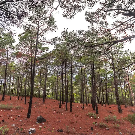 Limeri Traditional イン